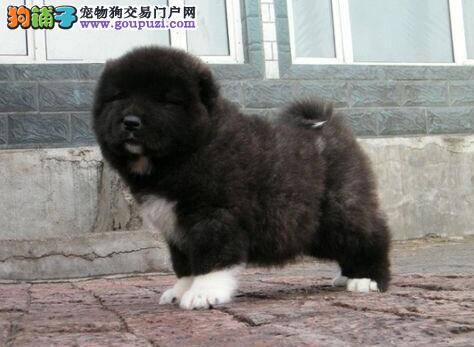 入冬后高加索犬体重急速下降什么原因
