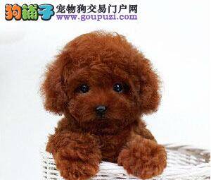 泰迪犬在刚抱养回来的时候如何进行排泄训练