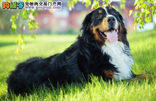 为什么要对伯恩山犬进行不同的培训