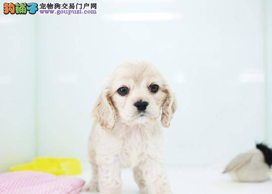 可卡犬精神萎靡、四肢无力是怎么了