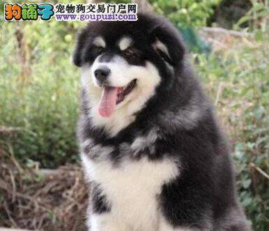 解析阿拉斯加犬咬人的几大主要原因