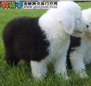 古代牧羊犬到底可不可以吃骨头