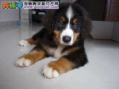 训练伯恩山犬定点大小便的具体过程介绍