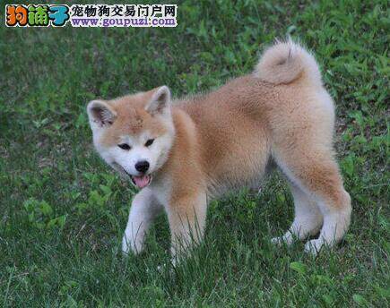 秋田犬具有哪些生理习性和特征