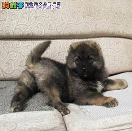 培养高加索犬养成吃饭的好习惯有哪些方法