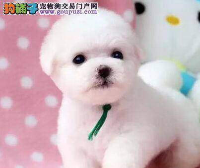 比熊犬要生宝宝主人需要准备哪些用品