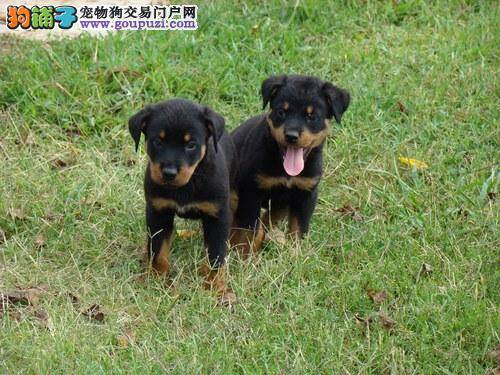 罗威纳犬养护的重要事项