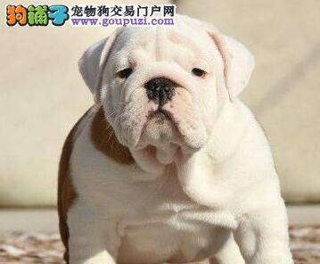 我家斗牛犬怀孕了 吃什么狗粮好