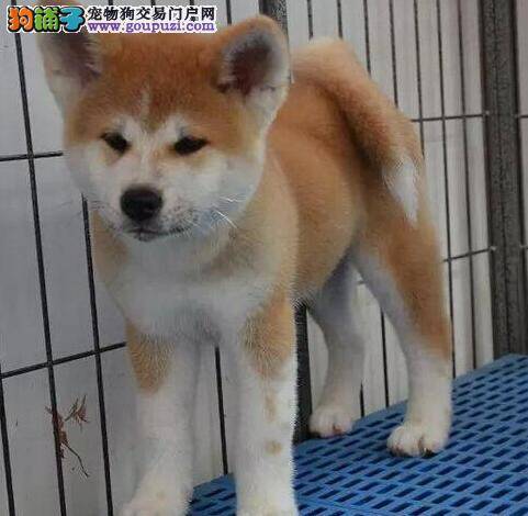 给秋田犬驱除跳蚤的五种有效方法