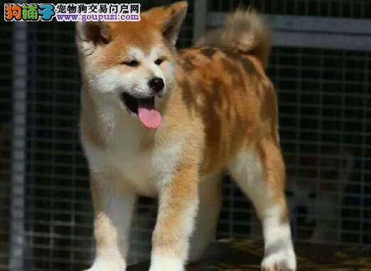 如何妥善解决秋田犬的挑食行为