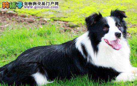 哪些食物会成为边境牧羊犬隐藏的杀手