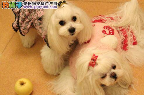 饲养私家秘诀 如何喂养让马尔济斯犬健康成长