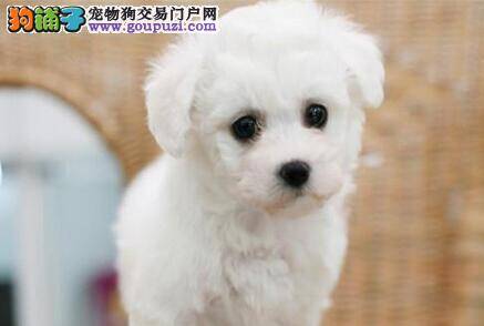 如何正确的帮助比熊犬清洁耳朵
