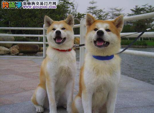 护理三部曲 天气干燥怎样护理让秋田犬拥有完美外型