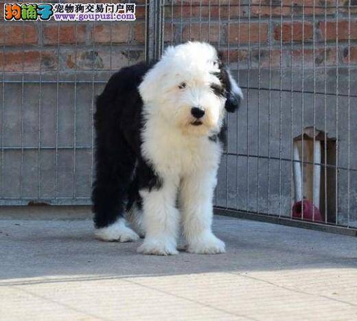 古代牧羊犬具体刷牙护理方法