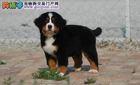 四个月的伯恩山犬吃什么天然粮好