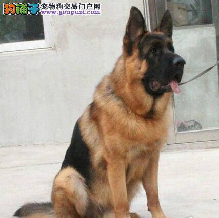 怎样让德国牧羊犬去指定的地方大小便