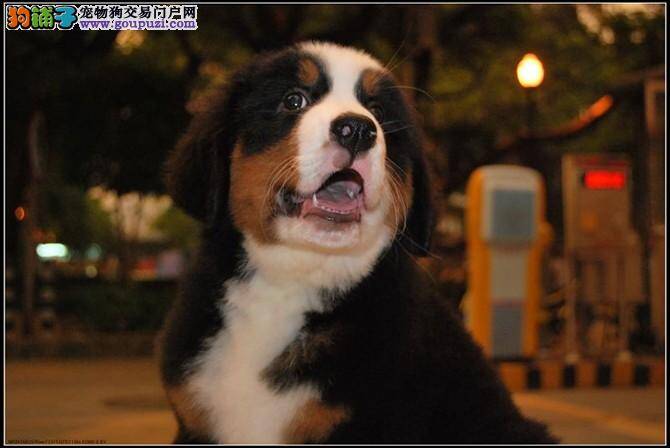 伯恩山犬不喜欢出门玩耍怎么办