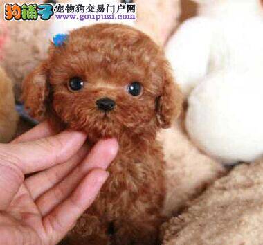 给贵宾犬吃鸭蛋黄可以不 求解答