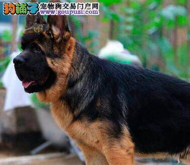 德国牧羊犬需要补充哪些蛋白质饲料