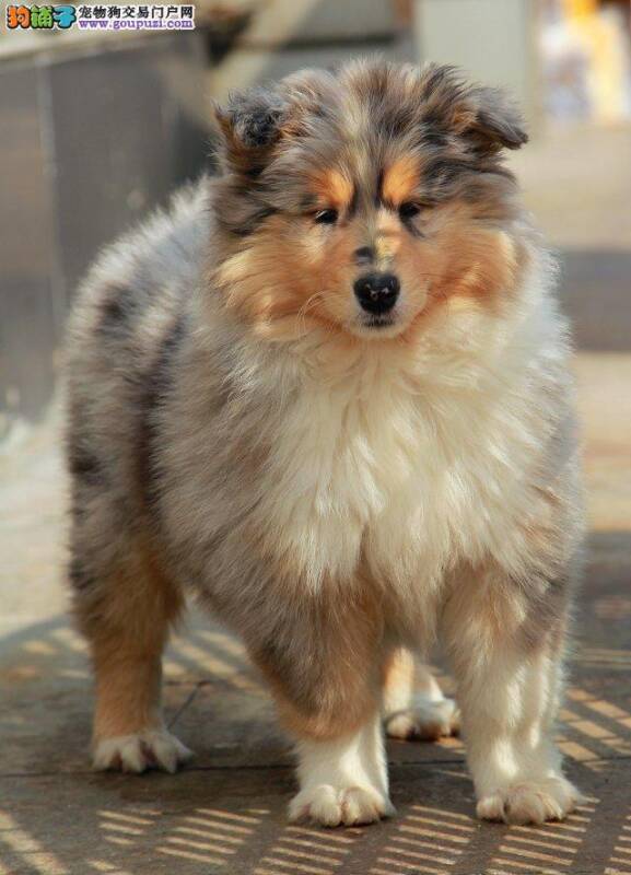 还未断奶的喜乐蒂犬可以吃哪些食物