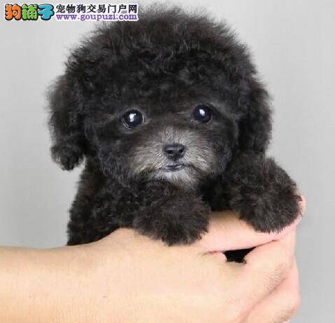 泰迪幼犬在生活中一定要做好免疫工作