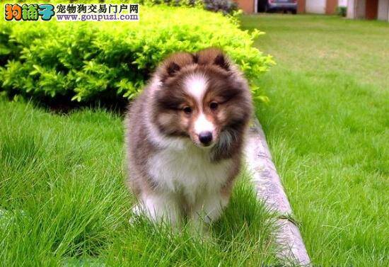 母犬母乳不足要如何养活仔喜乐蒂犬