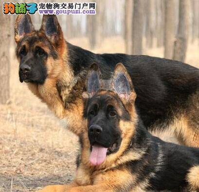 教会孩子们和德国牧羊犬和睦相处的方法