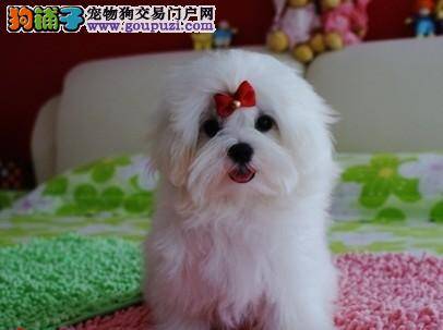 如何解决马尔济斯犬上吐下泻的问题