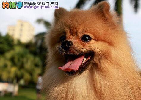 教你两招轻松换来博美犬好心情