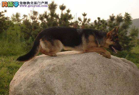 性格决定优秀 德国牧羊犬的性格是怎样培养的