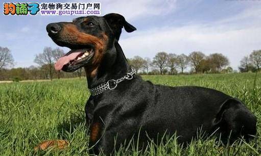 盛夏酷暑帮助杜宾犬抗高温的方法