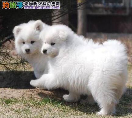 萨摩耶犬应做哪些日常身体检查