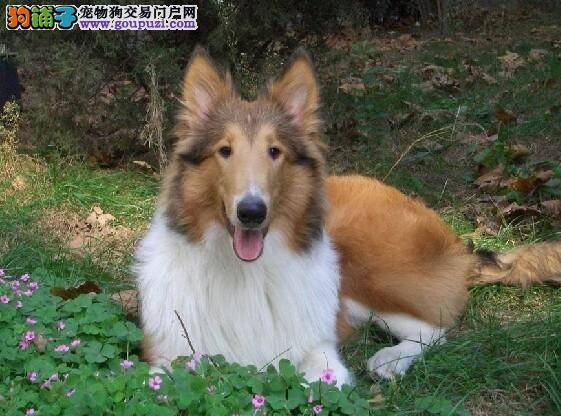 如何阻止苏格兰牧羊犬乱咬人