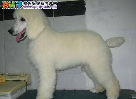 贵宾犬下痢、高烧、咳嗽等常见病的预防与治疗