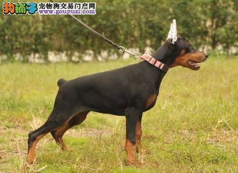 杜宾狗狗总是吐狗粮的原因