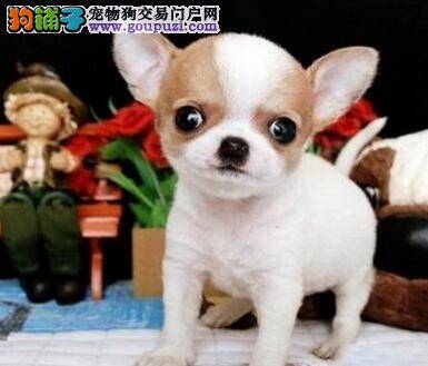 狗粮市场猫腻多 给吉娃娃购买时需注意