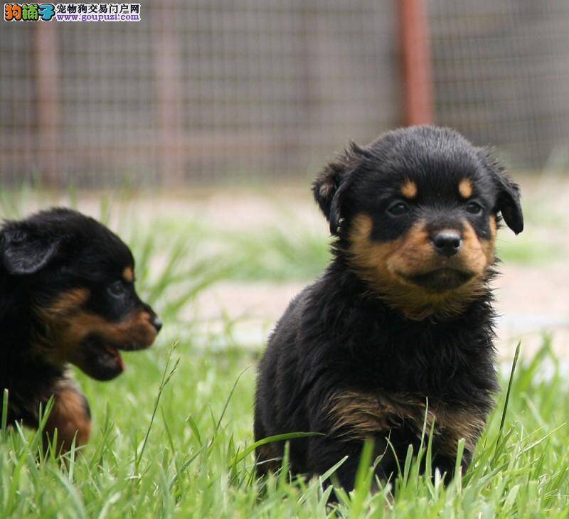 罗威纳犬咬骨头有哪些好处