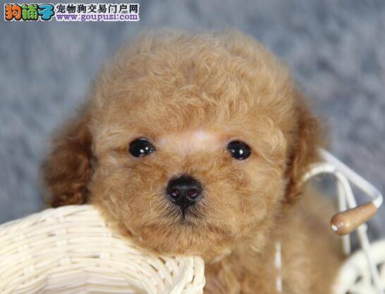 泰迪犬吃些什么食物对毛质好