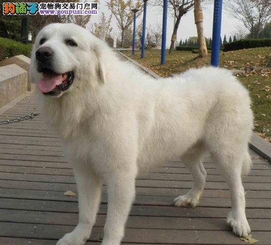 一般给大白熊犬吃什么狗粮比较好