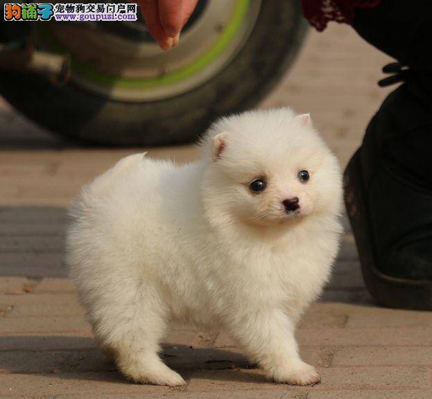 银狐犬最近不长个子请问是什么原因呢 怎么办呢