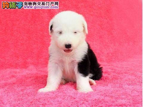 针对古代牧羊犬的喂养问题提出的一些意见