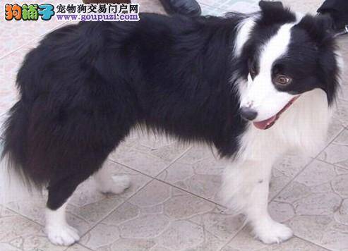 快速训练法 边境牧羊犬如何学会文明如厕