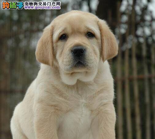拉布拉多犬不喜欢吃狗粮怎么办