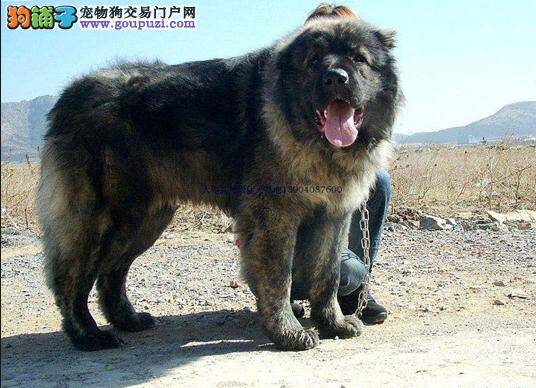 多多并非益善 给高加索犬控制食量有要求