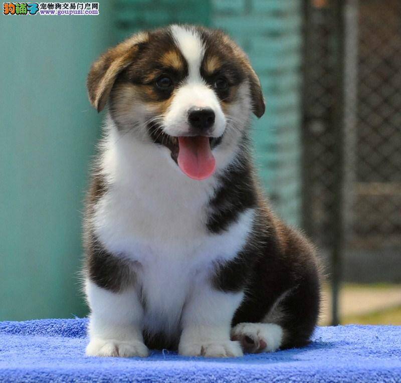 夏季饲养柯基犬要特别注意的五件事