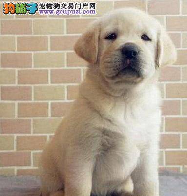 哺乳期的拉布拉多犬怎样照顾最安全