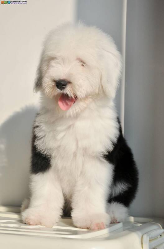 分享朋友们给古代牧羊犬喂药的小诀窍