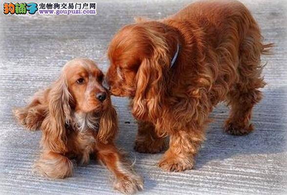 喂养常识 怎样照顾好年幼的可卡犬