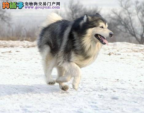 全解寻找丢失阿拉斯加雪橇犬的几种方法